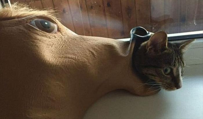 cat with horse head