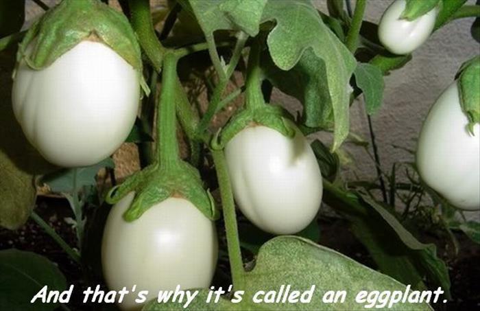 eggplant called an eggplant - And that's why it's called an eggplant.