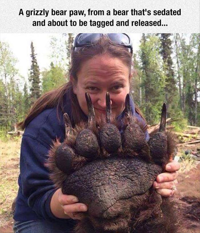 colorado grizzlies - A grizzly bear paw, from a bear that's sedated and about to be tagged and released...