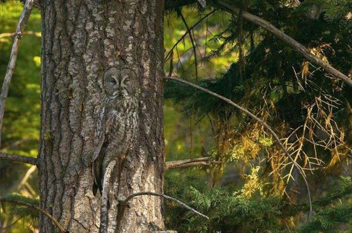 camouflage owls