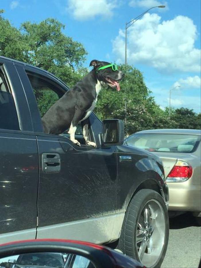 dog sticking outside of a car window with green sunglasses