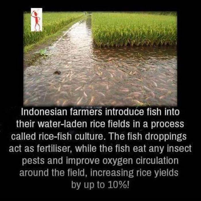 aviva - Indonesian farmers introduce fish into their waterladen rice fields in a process called ricefish culture. The fish droppings act as fertiliser, while the fish eat any insect pests and improve oxygen circulation around the field, increasing rice yi