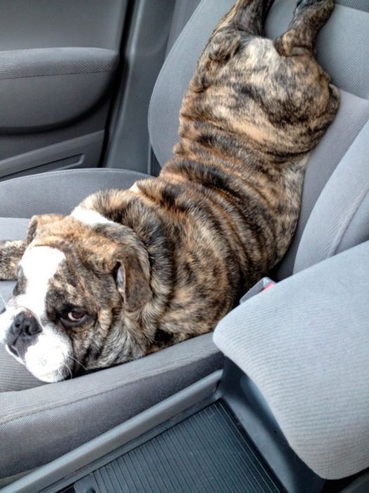 19 Animals Clueless To The Simple Things