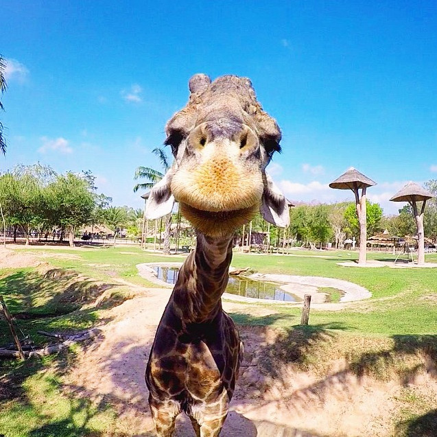 24 Animals Ready To Put A Smile On Your Face