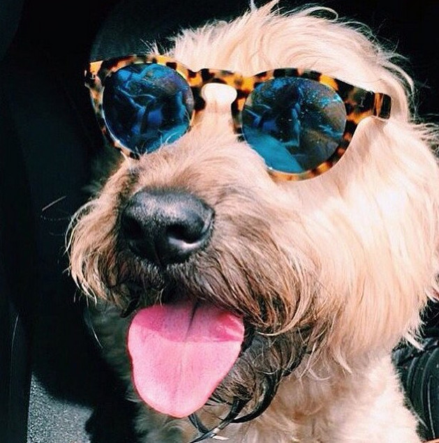 24 Animals Ready To Put A Smile On Your Face