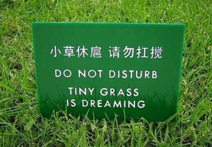 tiny grass is dreaming - Do Not Disturb Tiny Grass Is Dreaming