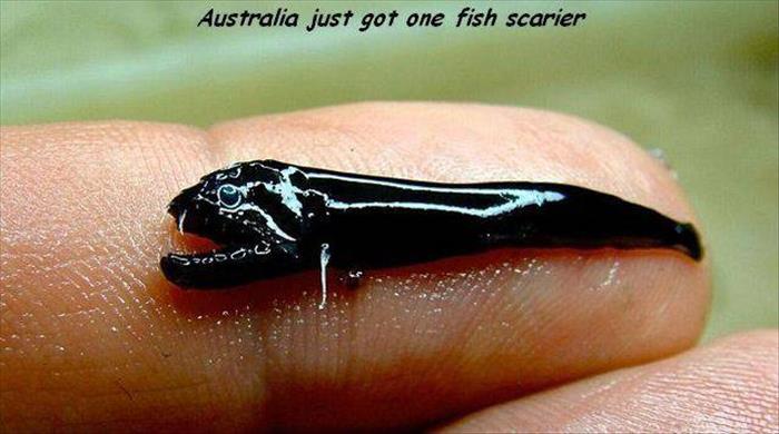 black dragonfish - Australia just got one fish scarier