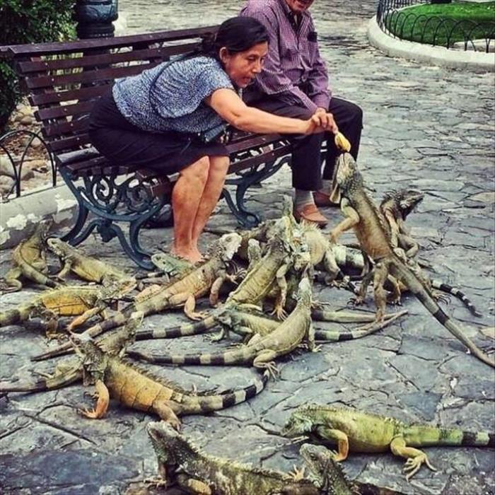 lady feeding iguanas