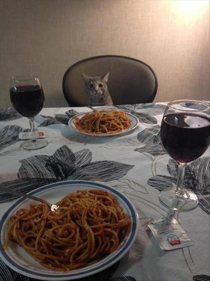date with cat