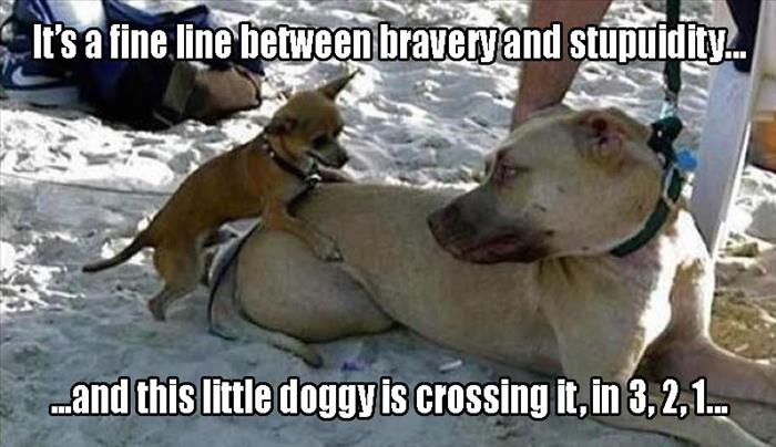 bbw demotivational poster - It's a fine line between bravery and stupuldity. and this little doggy is crossing it, in 3, 2, 1...
