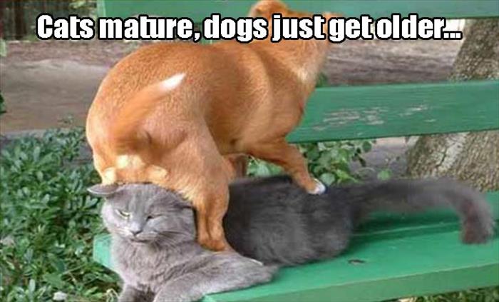 demotivational dog - Cats mature, dogs justget older...