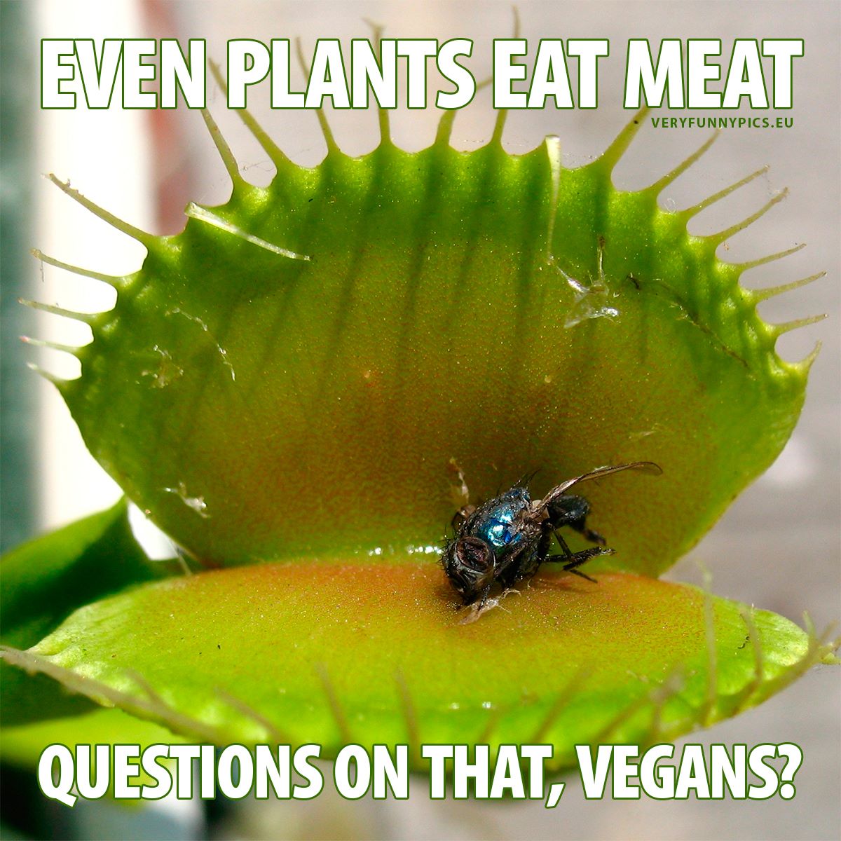 save the plants eat meat - Even Plants Eat Meat Veryfunnypics.Eu Questions On That, Vegans?