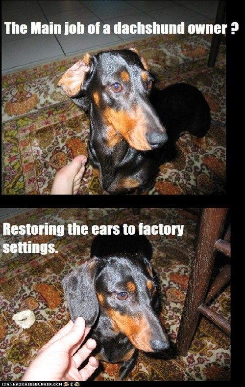 dachshund return ears to factory settings - The Main job of a dachshund owner ? Restoring the ears to factory settings. Icanhascheezburger.Com