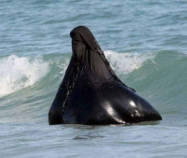 memes - muslim on beach