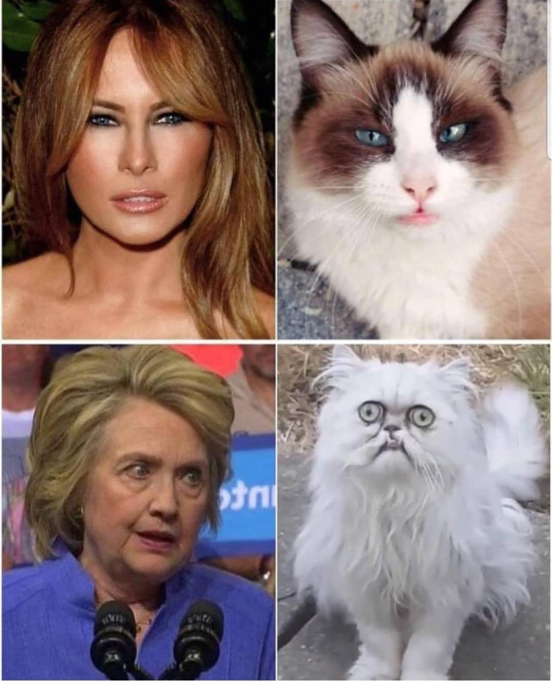 melania trump cat