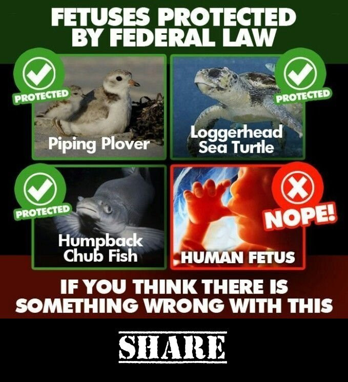 memes - fetuses protected plover meme - Fetuses Protected By Federal Law Protected Protected Piping Plover Loggerhead Sea Turtle Protected Nope! Humpback Chub Fish Human Fetus If You Think There Is Something Wrong With This