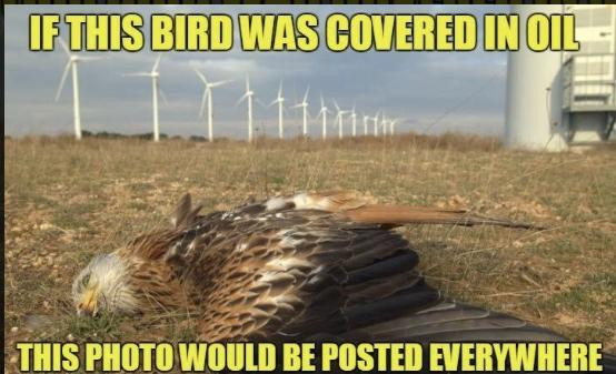 memes - If This Bird Was Covered In Oil This Photo Would Be Posted Everywhere