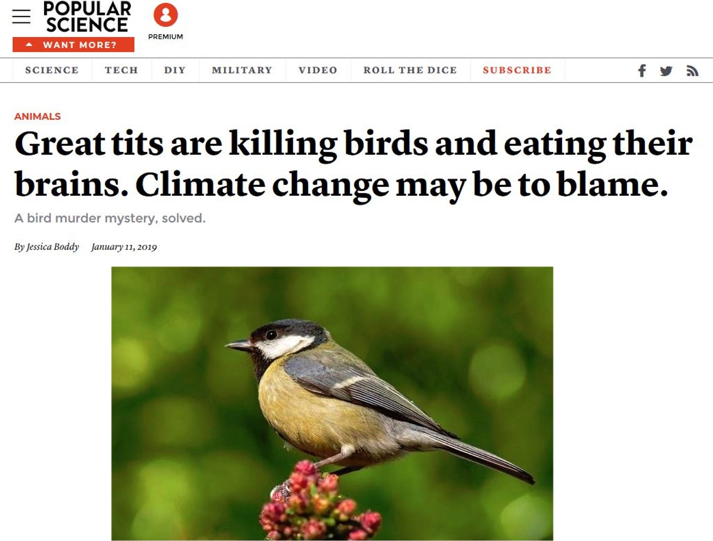 memes - beak - Popular Science Premium Want More? Science Tech Diy Military Video Roll The Dice Subscribe Animals Great tits are killing birds and eating their brains. Climate change may be to blame. A bird murder mystery, solved. By Jessica Boddy