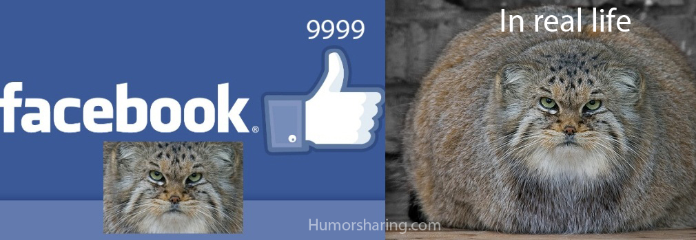 Facebook cat in reality :D