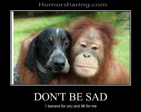 A Monkey and a Dog can be friends for real :)