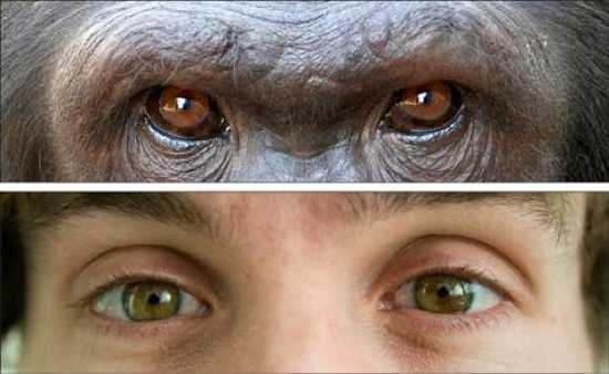 human eyes