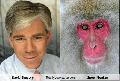 david michael gregory - David Gregory Totally Looks.com Snow Monkey