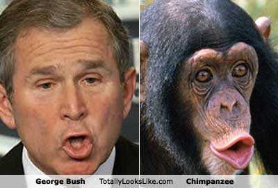 totally look alikes - George Bush Totally Looks.com Chimpanzee