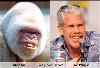 funny animals smiling - White Ape Totally Looks.com Ron Perlman