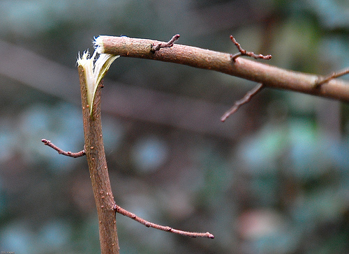 Twigs also make a good roach clip, just put it in the broken spot and close it tada.