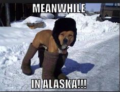 Meanwhile in Alaska