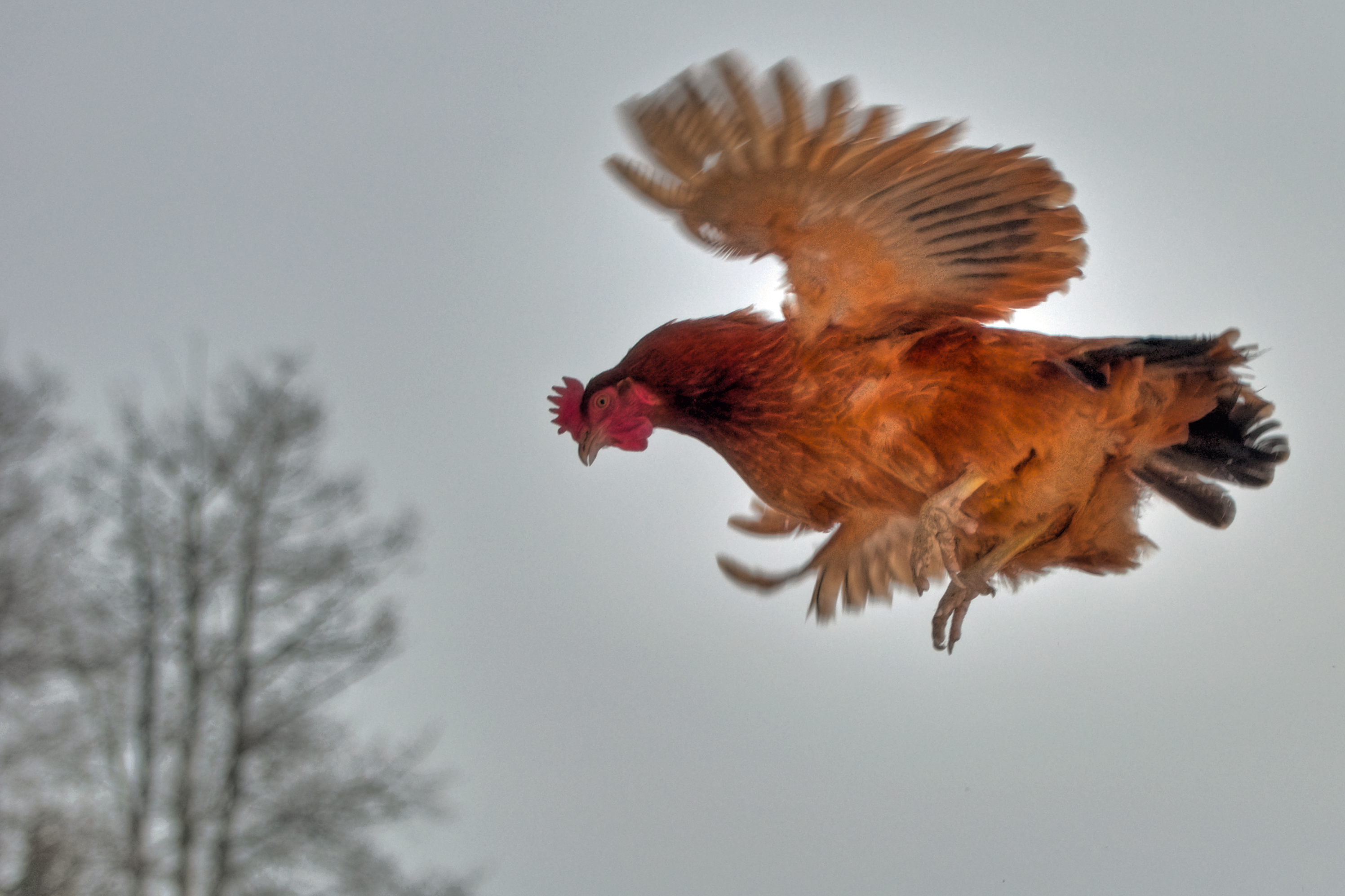 The longest recorded flight of a chicken was 13 seconds.