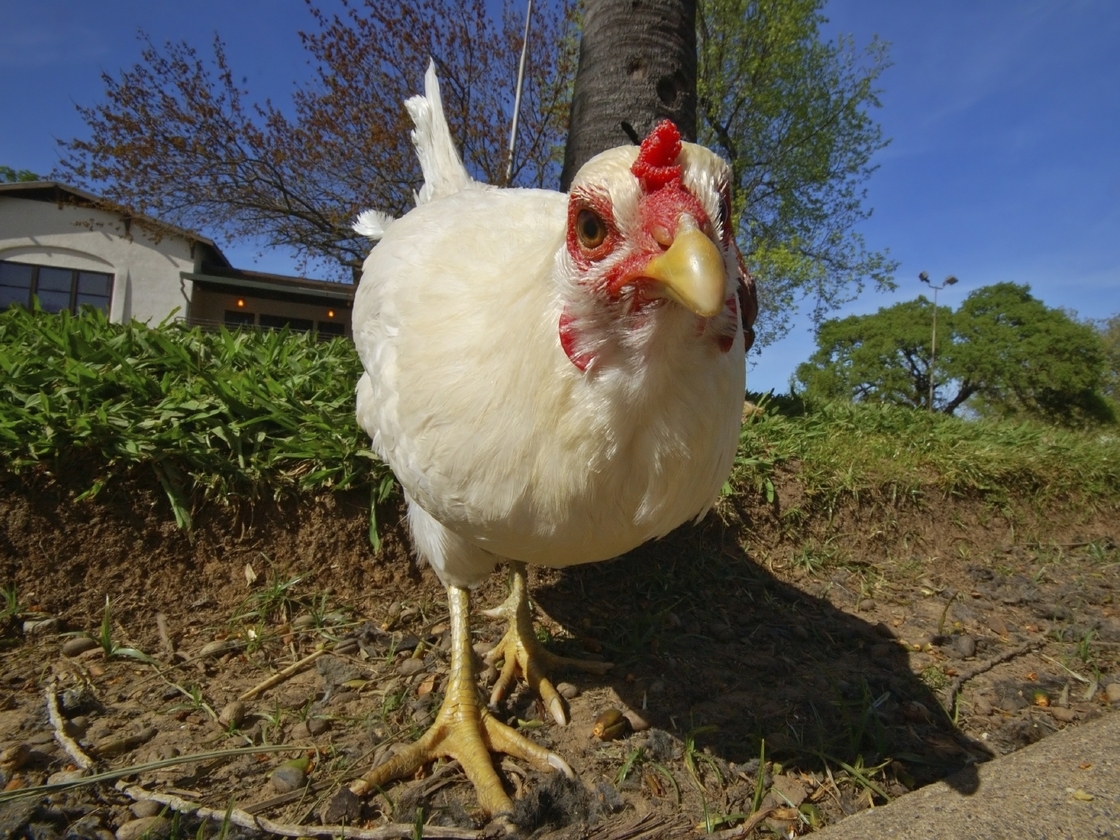 There is approximately 1 chicken for every human on earth.