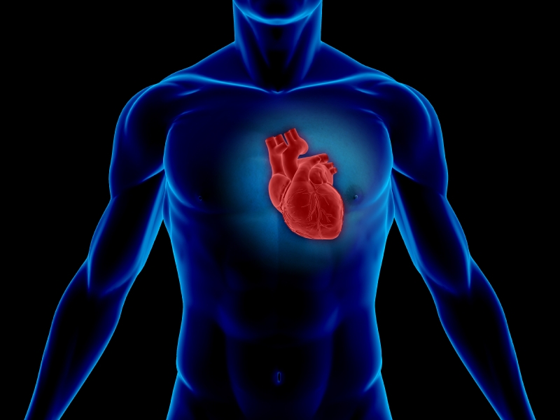 The human heart creates enough pressure to squirt blood 30 feet.