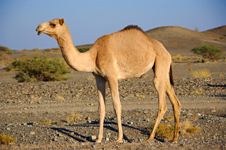 It is illegal to hunt camels in the state of Arizona.
