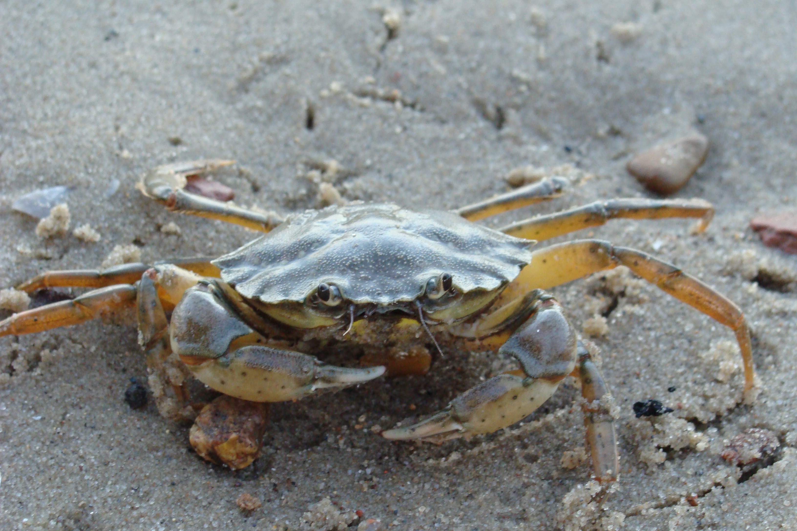 When the French Academy was preparing its first dictionary, it defined "crab" as, "A small red fish, which walks backwards." This definition was sent with a number of others to the naturalist Cuvier for his approval.  The scientist wrote back, "Your definition, gentlemen, would be perfect, only for three exceptions. The crab is not a fish, it is not red and it does not walk backwards."