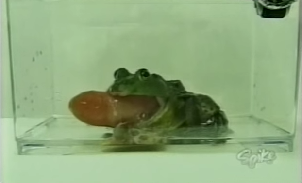 It was discovered on a space mission that a frog can throw up. The frog throws up its stomach first, so the stomach is dangling out of its mouth. Then the frog uses its forearms to dig out all of the stomach's contents and then swallows the stomach back down.