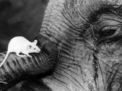 The sperm of a mouse is actually longer than the sperm of an elephant.