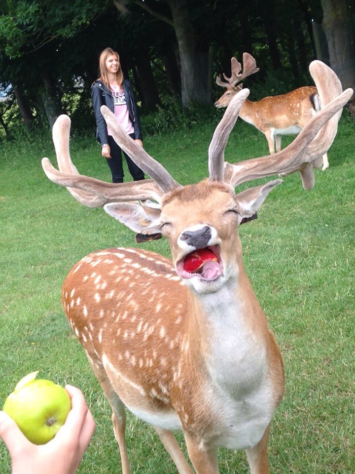 Reindeer really  love to eat apples. Look how happy the little bastard is!