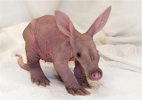 53 of The Cutest & Ugliest Animals - Gallery