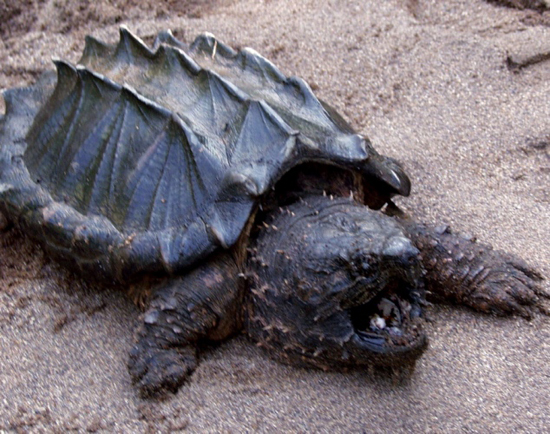 world's ugliest turtle