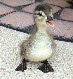 cute baby ducks