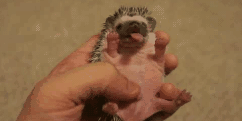 baby hedgehog gif