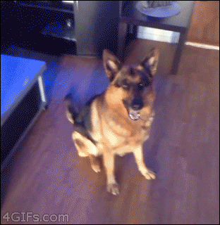 happy dance dog gif - 4 GIFs.com