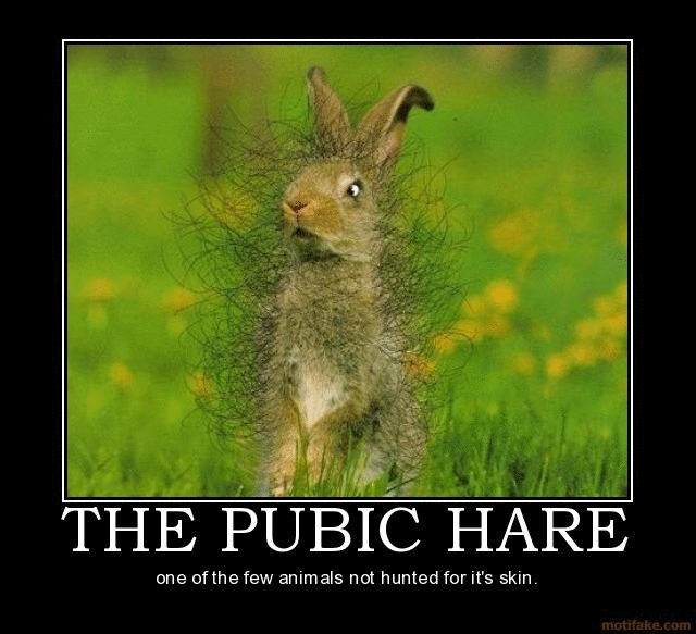 pubic hare - The Pubic Hare one of the few anim als not hunted for it's skin. motifake.com