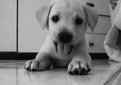 cute puppy animated gif
