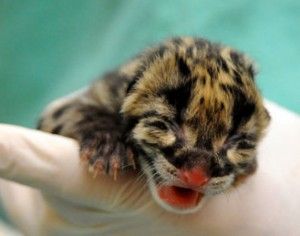 ugly baby leopard
