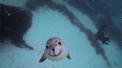 smiling seal gif
