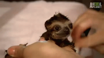 baby sloth bath