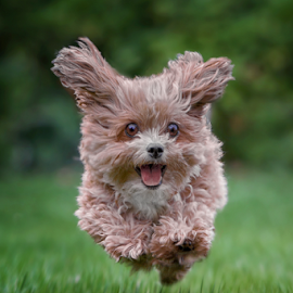 happy animal running