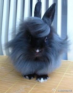 The most emo bunny I have ever seen.